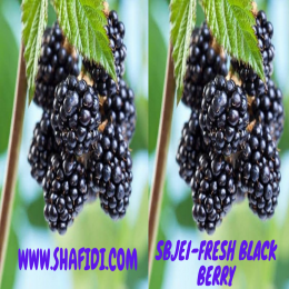 SBJEI-FRESH BLACK BERRY